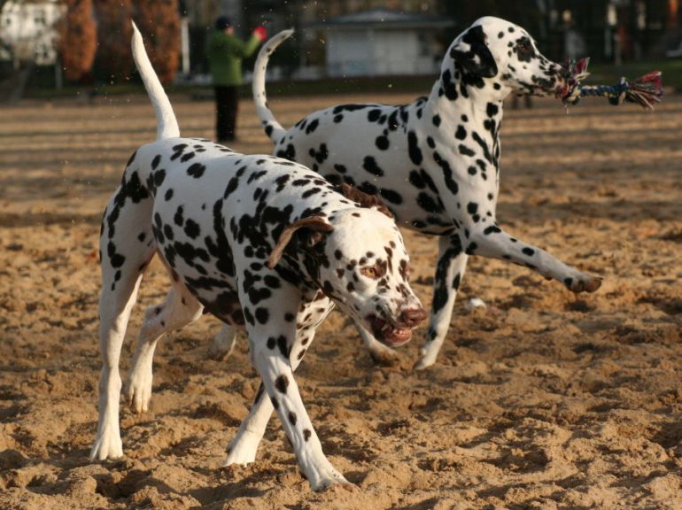 forum.snukk.de Thema anzeigen Können Hunde lachen , haben Hunde